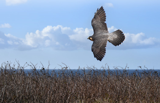 Peregrine's Flight