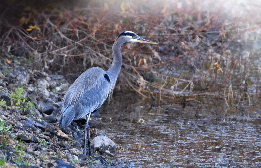 Heron's Stalking