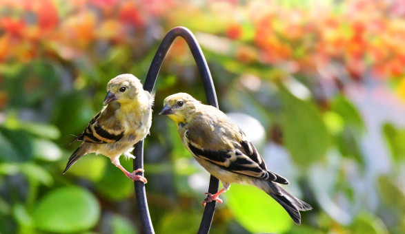 Finches Are So Nice