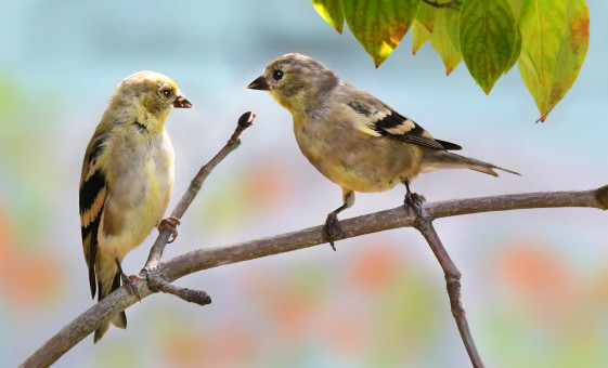 Perched Finches