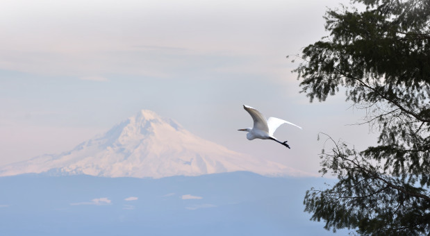 Egret by Mount Hood