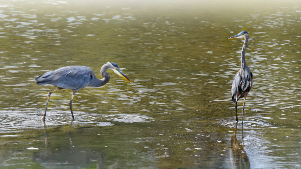 Yaquina Bay Estuary