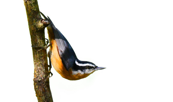 Red Breasted Nuthatch