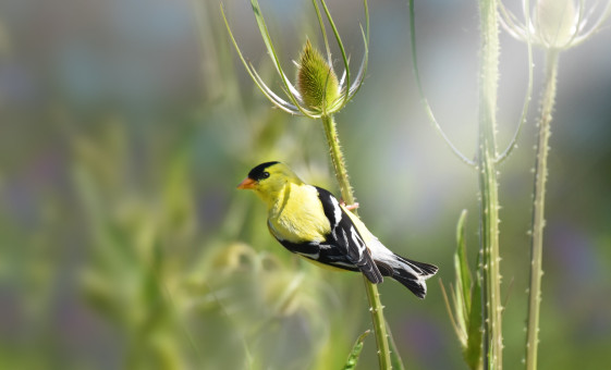 Handsome Goldfinch