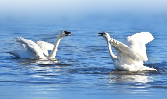 Swan Debate