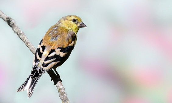 Summer Finch