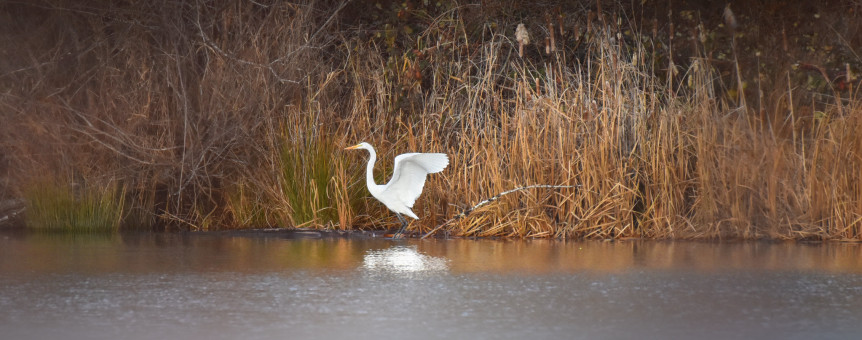 Egret At Cascade