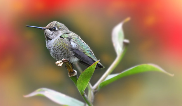 Autumn Hummingbird