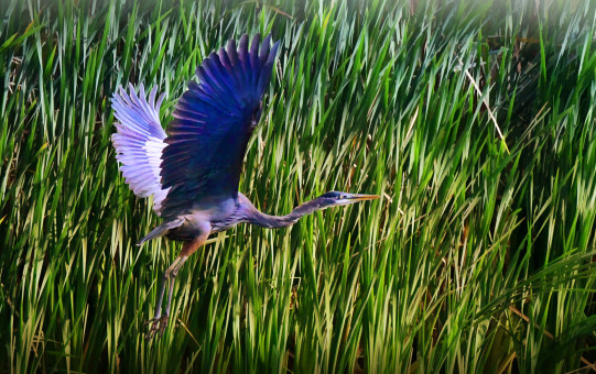 Flying Blue Heron