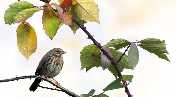 Autumn Sparrow