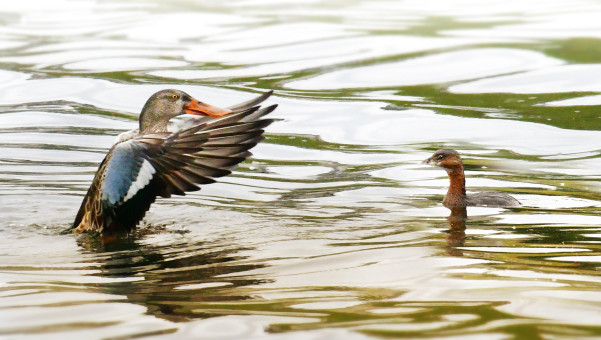 Grebe And Northern Shoveler