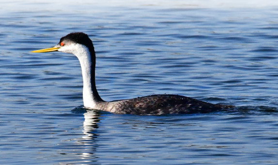 Elegant Western Grebe