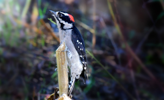 Downy Woodpecker Perched