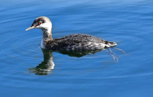 Horned Grebe