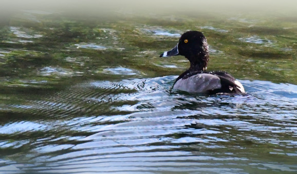 Ringed-necked Male Duck