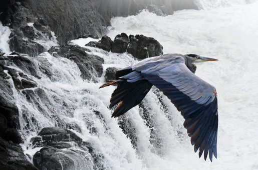 Flight Over The Surf
