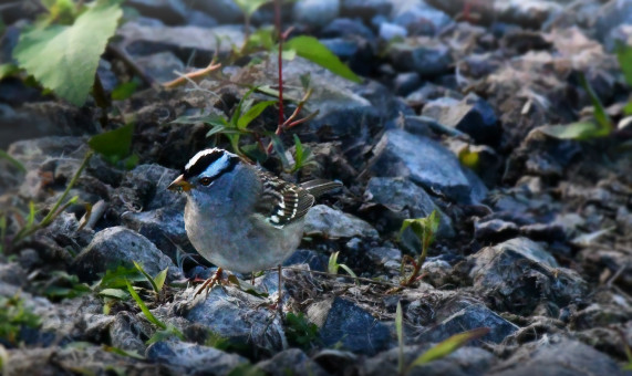 White Crown Sparrow Grazing