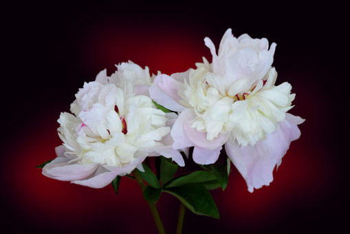 Pretty Peonies