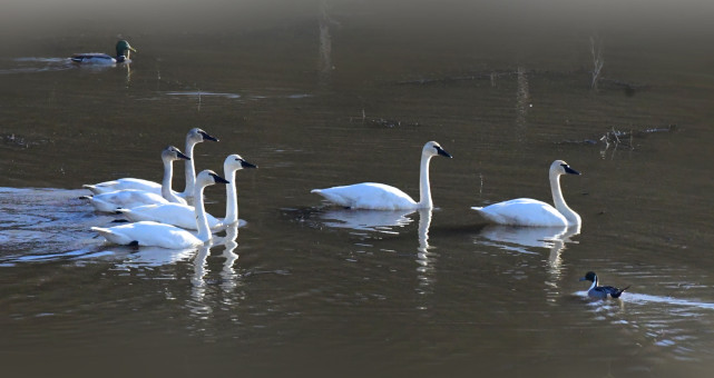 Autumn Swans