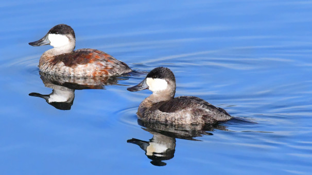 A Pair Of Ruddy Ducks