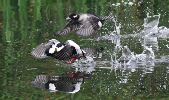 Bufflehead Pair Departing