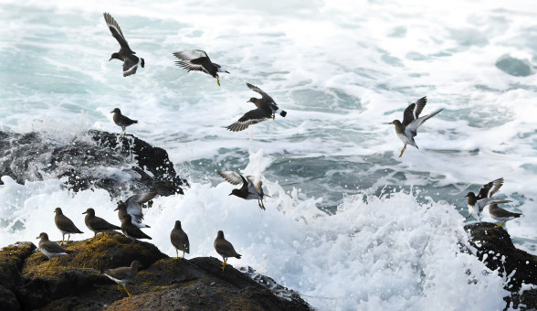 Flock Of Black Turnstones