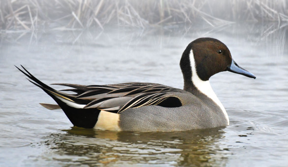 Northern Pintail Beauty