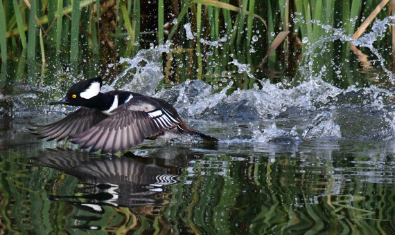 Hooded Merganser Flight