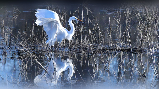 Egret Splendor
