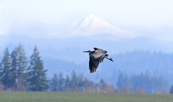 Willamette Valley Landscape