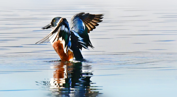 Norther Shoveler Reflection