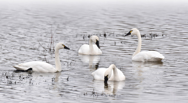 Swans At Eagle's Marsh