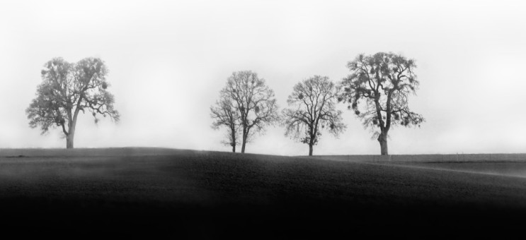 Foggy Tree Line