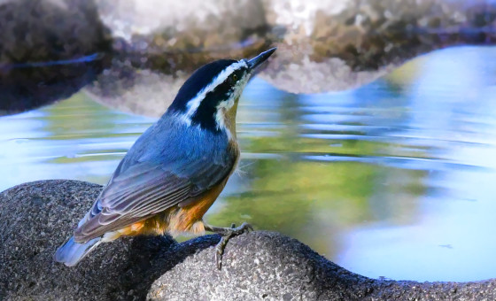 Red-breasted Nuthatch Portrait