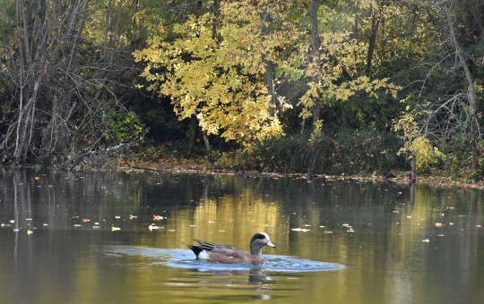 Wigeon At The Lake