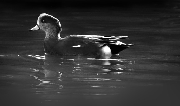 Wigeon At The Pond