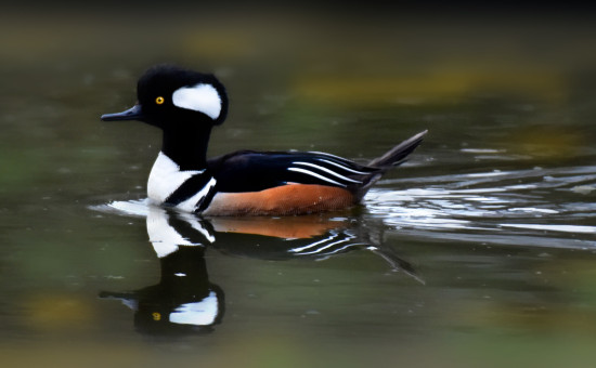 Hooded Merganser At The Pond