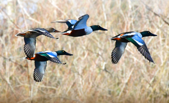 Northern Shovelers Flying
