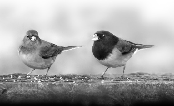 Pair of Dark-eyed Juncos