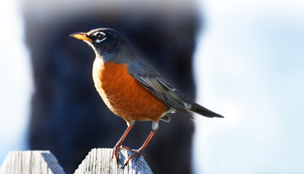 Early Morning Visitor