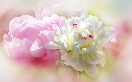 Peony Splendor