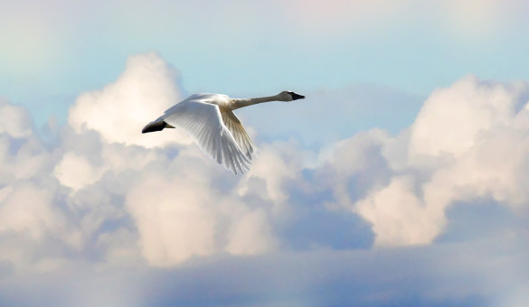 Swan Flight