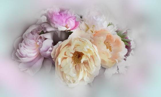 Delicate Peonies