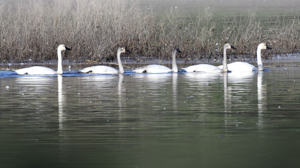 Swimming At ThePond