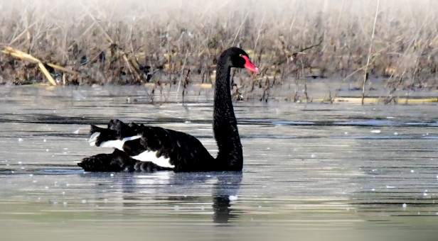 Black Swan