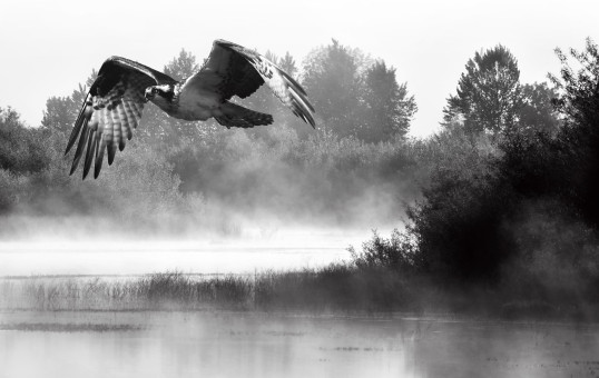 Osprey's Flight At Ankeny