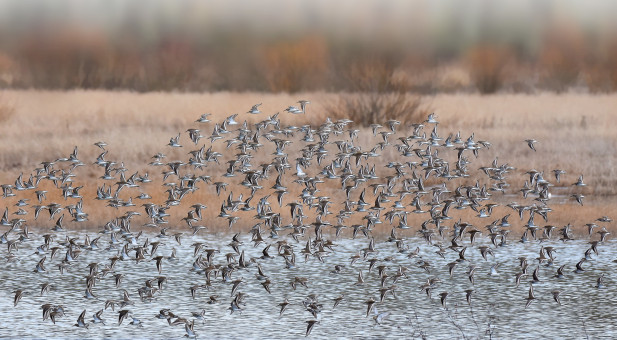A Flock Of Dunlins