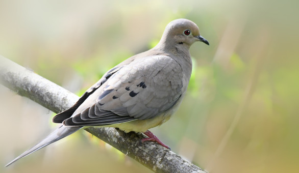 Morning At Bush Park