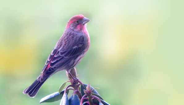 Charming Finch