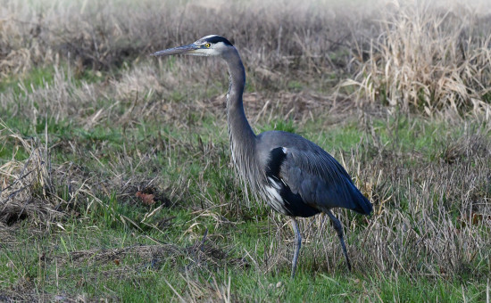 Prowling Heron